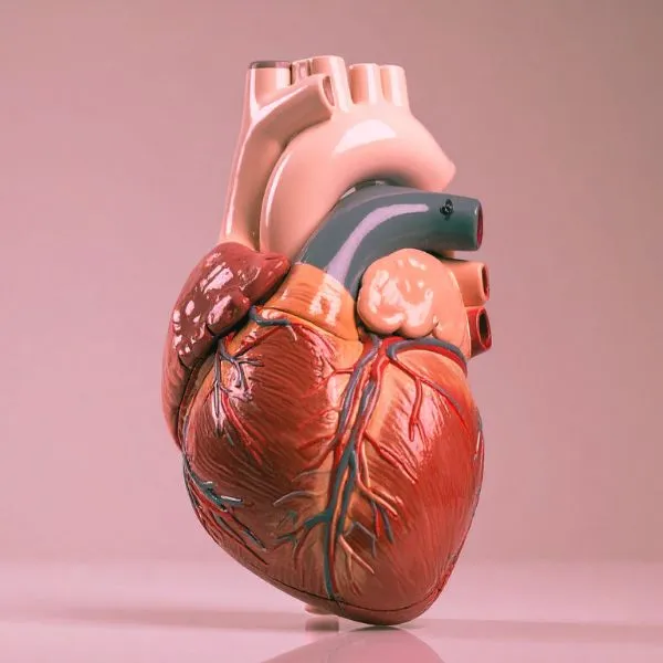 Cardiologia